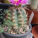 Thelocactus bicolor Floare