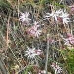 Lithophragma glabrum പുഷ്പം