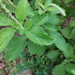 Stachytarpheta mutabilis पत्ता