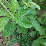 Stachytarpheta mutabilis Leaf