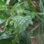 Ageratina glechonophylla Blad