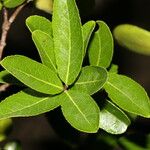 Semialarium mexicanum Foglia