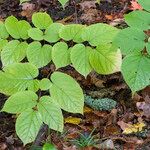 Aralia racemosa Habit