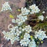 Pseudognaphalium californicum Flower