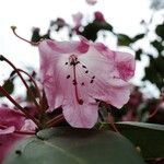 Rhododendron orbiculare Kvet