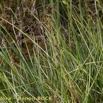 Carex magellanica Habitat