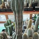 Euphorbia polygona Συνήθη χαρακτηριστικά