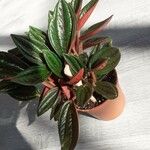 Peperomia caperata Φύλλο