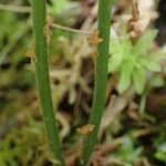 Gymnocarpium robertianum Rhisgl