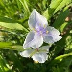 Tradescantia × andersoniana Flower