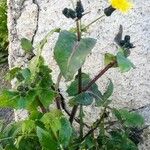 Sonchus oleraceus Характер