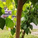 Erythrina lysistemon Casca