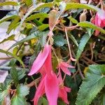 Begonia boliviensis Flower