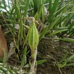 Brassavola nodosa Froito