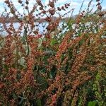 Rumex pulcher Хабит