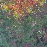 Cornus racemosa Leaf