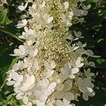 Hydrangea paniculata Flors