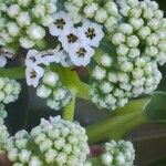 Heliotropium foertherianum Flower