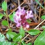 Thymus serpyllum 花