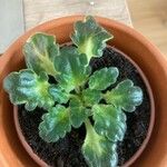 Saintpaulia ionantha Hoja
