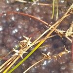 Carex pauciflora Ovoce