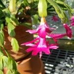 Schlumbergera bridgesii Flor