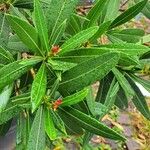 Nerium oleander Лист