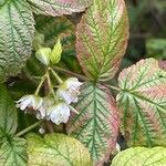 Rubus idaeus Kvet