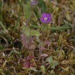 Legousia hybrida Habit