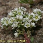 Corrigiola telephiifolia Квітка