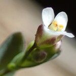 Thlaspi perfoliatum Blüte