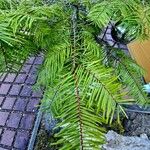Abies grandis Leaf