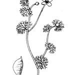 Ranunculus circinatus Övriga