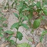 Nicotiana plumbaginifolia Blad