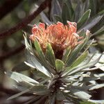 Protea roupelliae Flower