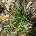 Bupleurum stellatum Leaf