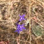 Lobelia rhombifolia Flor