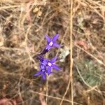 Lobelia rhombifolia