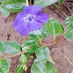 Vinca minorFlower