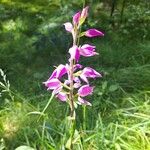 Cephalanthera rubraFlower