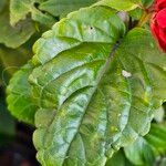 Salvia splendens Leaf