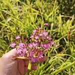 Centaurium erythraeaFlower