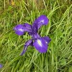 Iris latifolia花