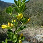 Genista monspessulana Hoja