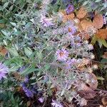 Symphyotrichum novae-angliae Blüte