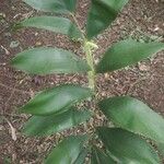 Ceratozamia hondurensis Hoja