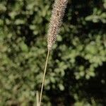 Phleum pratense 果實