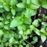 Stellaria aquaticaその他の提案