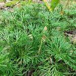 Diphasiastrum complanatum Likasa
