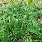 Lycopodium complanatum Leaf